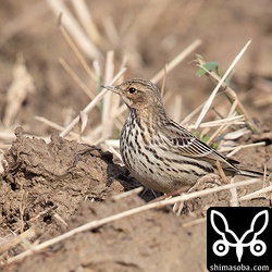 ムネアカタヒバリは数十羽の群れ。入れ替わりが激しいです。