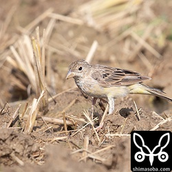 ズグロチャキンチョウ第1回冬羽。見つけた時は遠かったのですが、次第に近づいてきました。