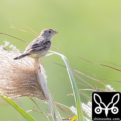 ススキに止まるズグロチャキンチョウ。