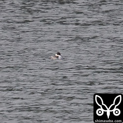 ハジロカイツブリかミミカイツブリか迷いましたが、ハジロカイツブリのようです。石垣島で見たのは初めて。^^ おそらく石垣島初記録です。