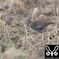 ベニバト幼鳥。オスの成鳥は見当たらなかった。
