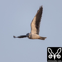 夕日を浴びながら舞うカタグロトビ。農家の味方です。^^