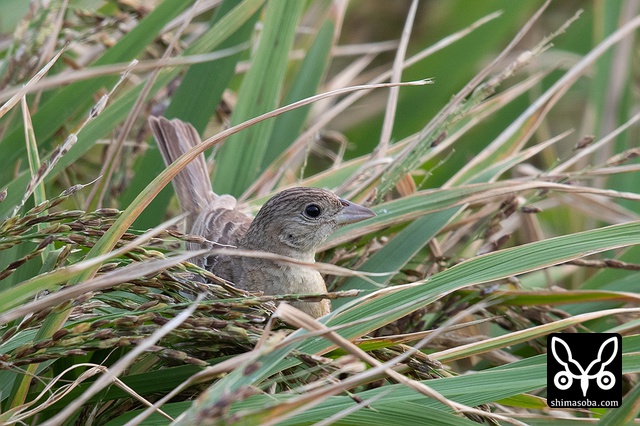ズグロチャキンチョウ