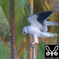 ネズミを食おうとしますが、足場が細すぎて風に煽られて数回飛ばされては止まり直していましたが、諦めたようで最後はいつものスプリンクラーまで運んで行きました。