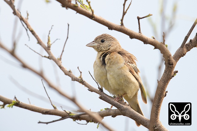 ズグロチャキンチョウ