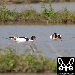 ツクシガモのメス第1回非生殖羽。