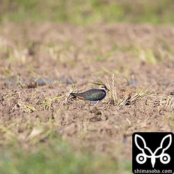 写真には3羽しか写っていませんが、4羽のタゲリが飛来しました。すべて第1回冬羽。