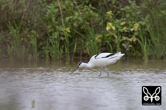 ソリハシセイタカシギ（アボセット）