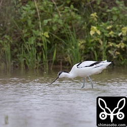 逗留中のソリハシセイタカシギ。隣り合った田んぼに2羽います。