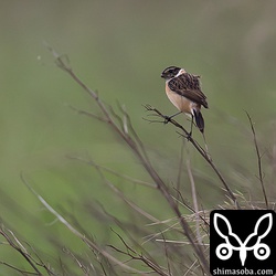 与那国島ではノビタキも越冬中。眉斑が白くて一瞬焦ったけど、若いノビタキです。