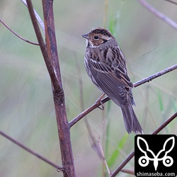 コホオアカは与那国島出張で撮影。比川の田んぼに数十羽が越冬中。
