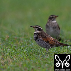 ツグミのオス。与那国島にて。久部良の漁港近くにたくさんいた。