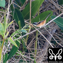 バッタを捕まえたタカサゴモズ。