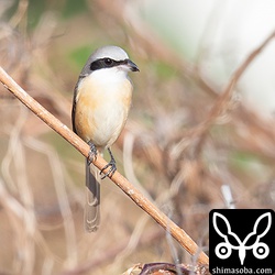 こちらはシマアカモズの成鳥オス。