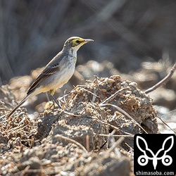 ツメナガセキレイの群れの中にキガシラセキレイが2羽混じっていた。