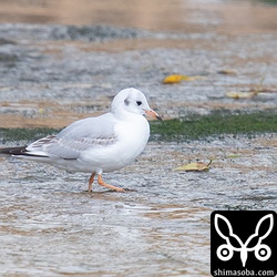 ユリカモメ第1回冬羽。