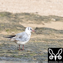 ユリカモメ成鳥冬羽。