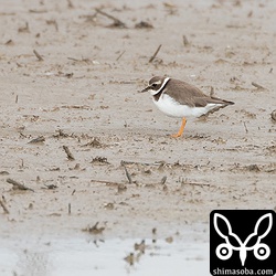 ハジロコチドリが複数羽群れているのを見られるのも貴重な体験。