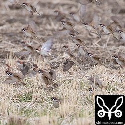 スズメの大群にニュウナイスズメがたくさん混ざっていた。