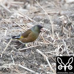 カワラヒワもスズメの大群と同じ田んぼに。こちらはスズメの群れとは合流しないようだ。
