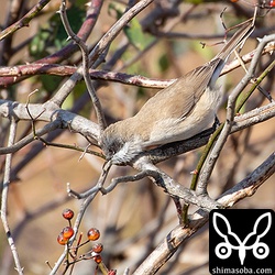 上の写真に続き、一匹目の虫を食い終えると同じ枝に止まっていた同じ種類の虫をまた捕まえた。
