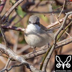 正面顔は、バンディットマスクをかぶせたみたい。^^