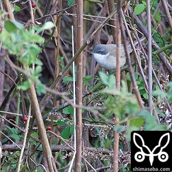写真は開けたところに出てきたのを選んでいますが、基本的にはこのような藪の中を移動していました。