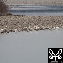 27羽のコハクチョウ。中央付近に白い足環をつけた個体と首にデータロガーらしきものをつけた個体がいます。