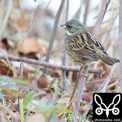 人が通ろうが犬が通ろうが動じないアオジ。