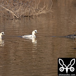 ミコアイサのメス(右)とオス。