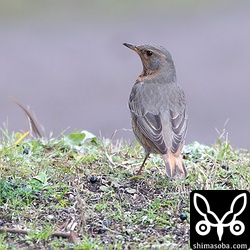 人馴れしたハチジョウツグミ。公園の鳥は比較的警戒心が薄いですが、ここの公園の鳥たちは特に人懐っこかった。
