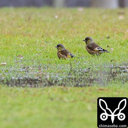 寒い中、カワラヒワが水浴びしていた。