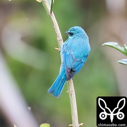 飛び回るロクショウヒタキのシルエットはサメビタキのようでした。