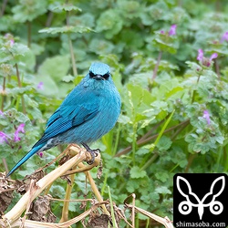 貴重なロクショウヒタキの正面顔。