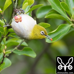 マサキの実を食うメジロ。ロクショウヒタキも同じ実を食っていた。