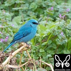 地面近くの枯れ枝に止まり虫をとっていた。