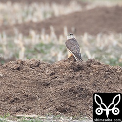 コチョウゲンボウ幼鳥。