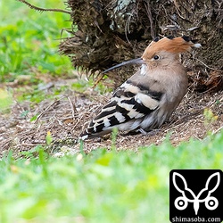 雨が嫌いなヤツガシラはソテツの根元などで雨宿りしていた。