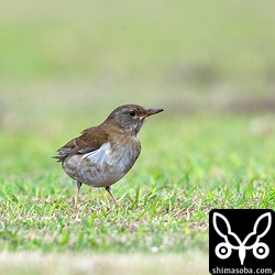 この芝生の中で一番、立場が弱かったのがシロハラ第1回冬羽。アカハラやツグミに追い回されていた。