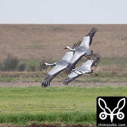 草地や堆肥置き場で餌をとっていた。