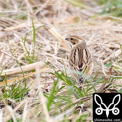 ホオジロはたくさんいたがオオジュリンは少なめだった。