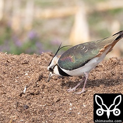 タゲリも数え切れないぐらい。