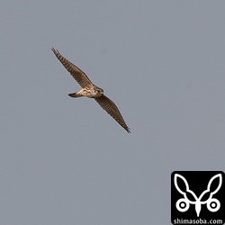 コチョウゲンボウ2羽が飛び回ると小鳥たちは右往左往していた。