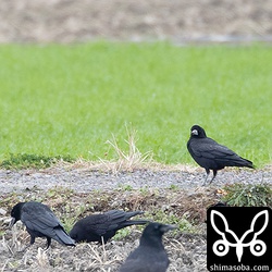 ミヤマガラスは数十羽の大きな群れが田んぼに降りていた。
