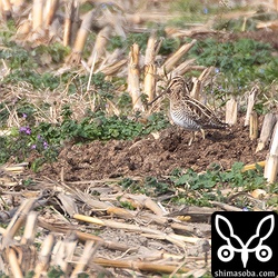 タシギが4羽。堆肥の中に潜む虫を探している模様。