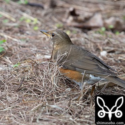 警戒心弱めのアカハラ。