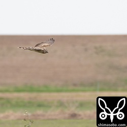 ハイイロチュウヒのメス。オスもいたが写真には撮れず。