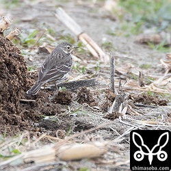 タヒバリは大量にいた。変わったタヒバリの仲間を探すも見つからず。