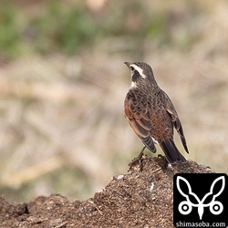 ツグミもいたるところにいた。