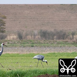 マナヅルの家族。
